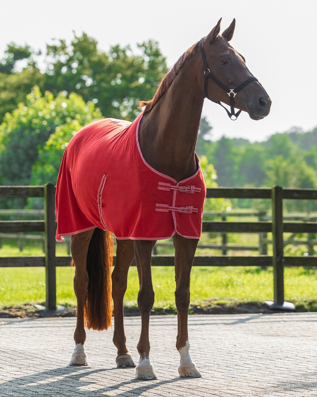 Cobrejão polar Color QHP - Image 6