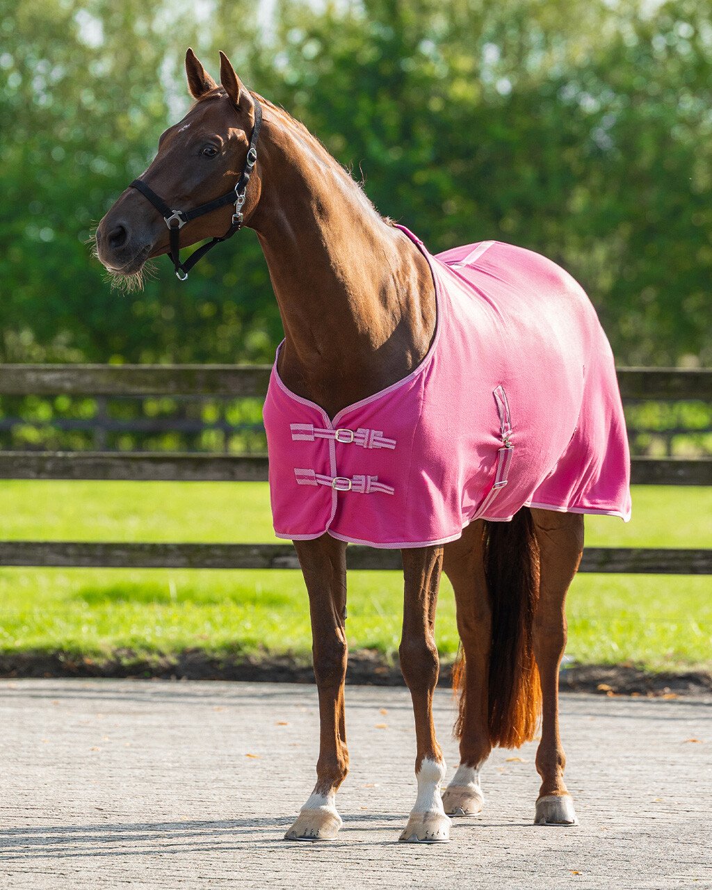 Cobrejão polar Color QHP