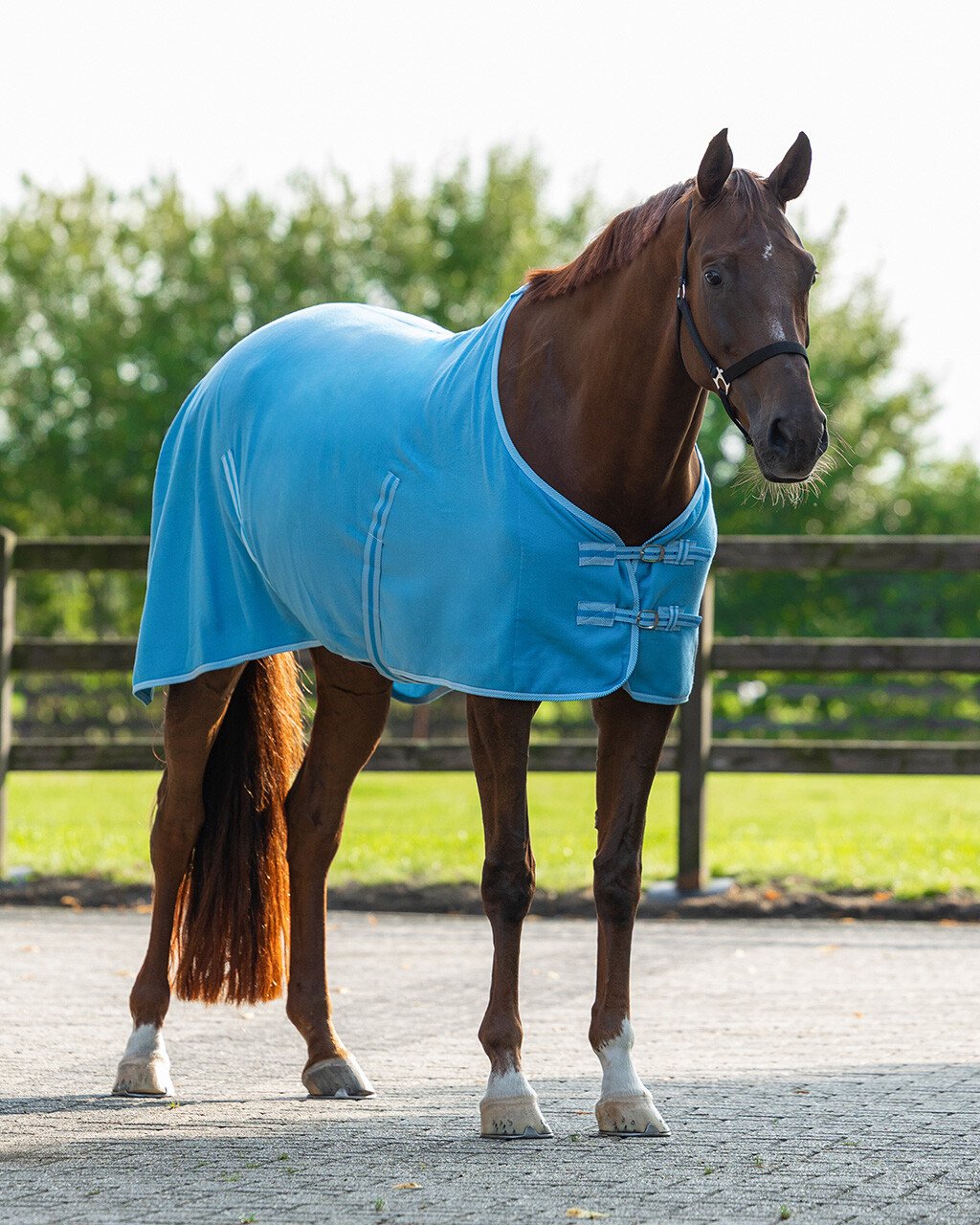 Cobrejão polar Color QHP - Image 8