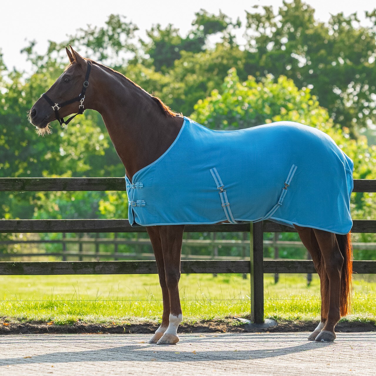 Cobrejão polar Color QHP - Image 7