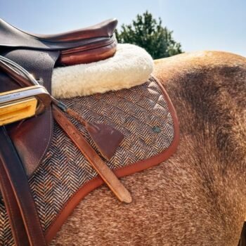 Close-up de um cavalo marrom ao ar livre sob um céu azul claro, usando uma sela Suadouro Tweed Jump Heritage 16 Cypress com assento de couro, almofada de pele de carneiro e almofada de sela com padrão de espinha de peixe; árvores ao fundo.